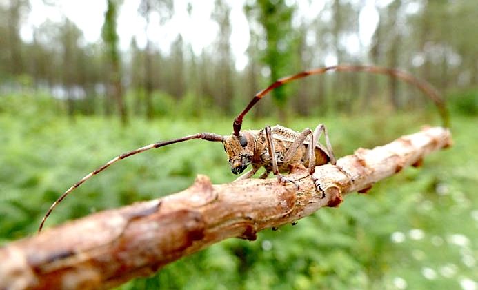 INQUIÉTUDE – La forêt landaise est sous très haute surveillance